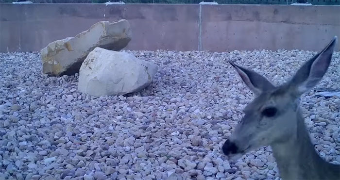 Not only can the animals get hurt, but also the humans driving the cars