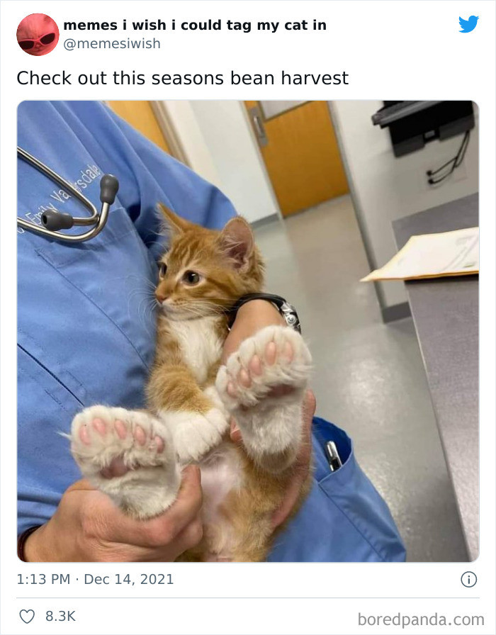 34. What a bountiful harvest of toe beans.