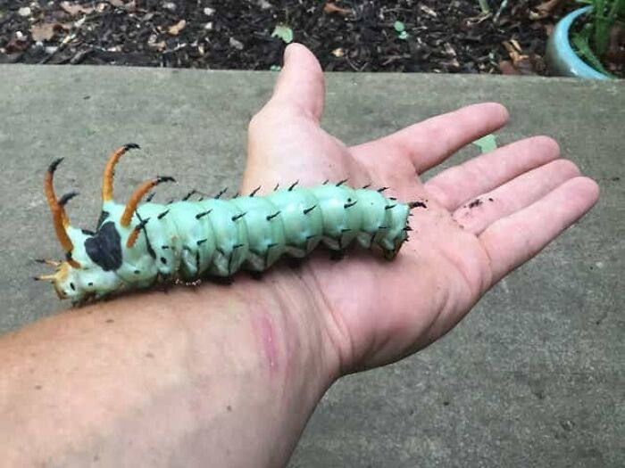 37. This Hickory Horned Devil Is Insane Looking