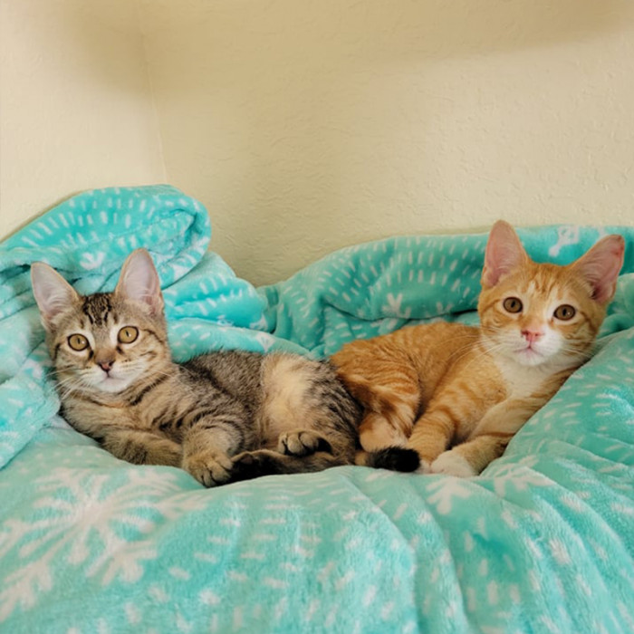 They have officially become the best of friends and are both up for adoption.