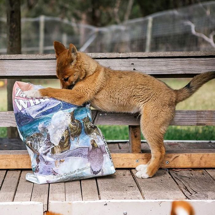 Rebekah advised that it was not uncommon for small animals like puppies to be taken by the birds. 