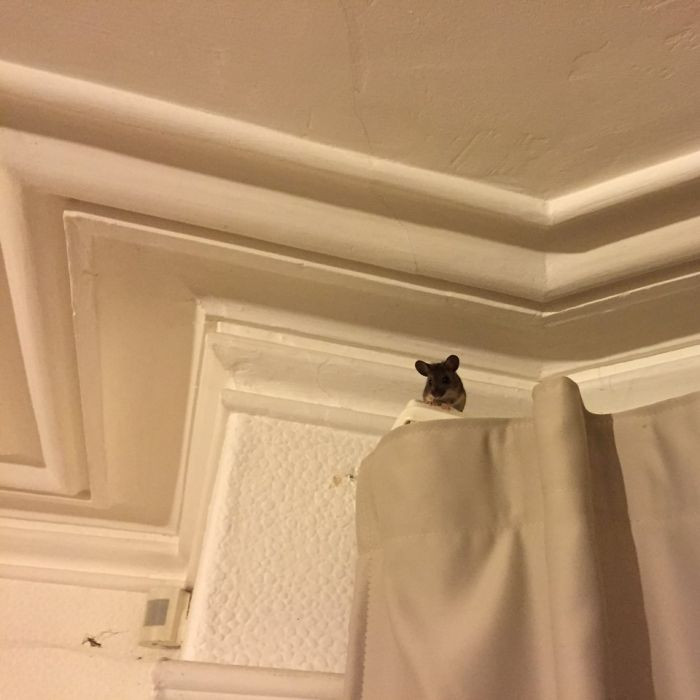 Close view of cat holding leaf in mouth, preparing to drop.