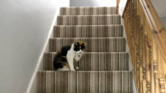 14. A heart attack? Not on Cleo's watch!