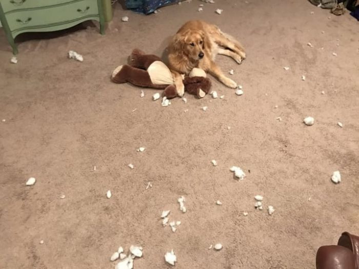 "I was set up by the cat!"