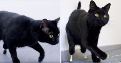 Amputee Cat Gets a New Lease On Life When He Starts Wearing His New Bionic Legs