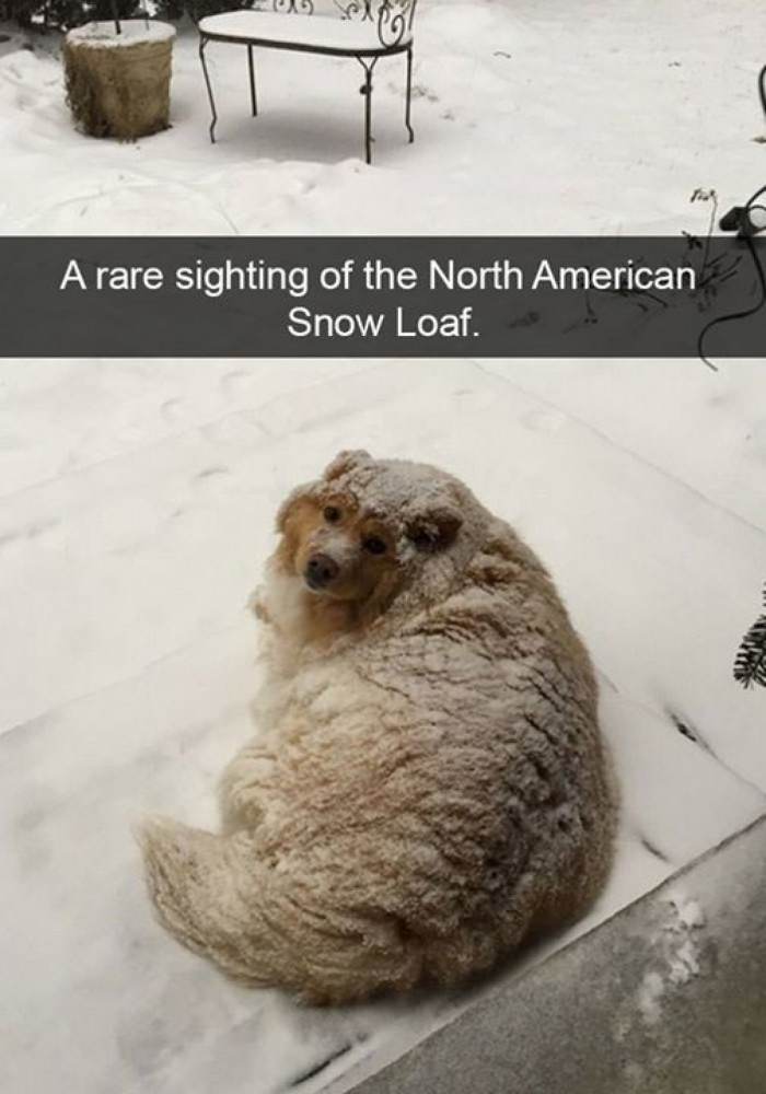 Could it really be the snow loaf?
