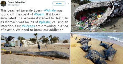 Another Dead Whale Washes Ashore Thanks to Mankind's Obsession with Plastic