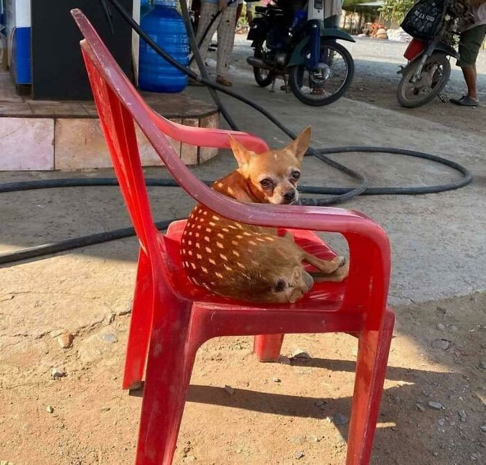 11. Baby Deer Chilling On A Chair