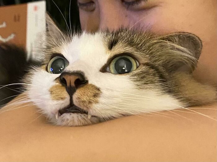 26. "Cat’s Reaction When He Was Captured for Kissing/Sniffing"