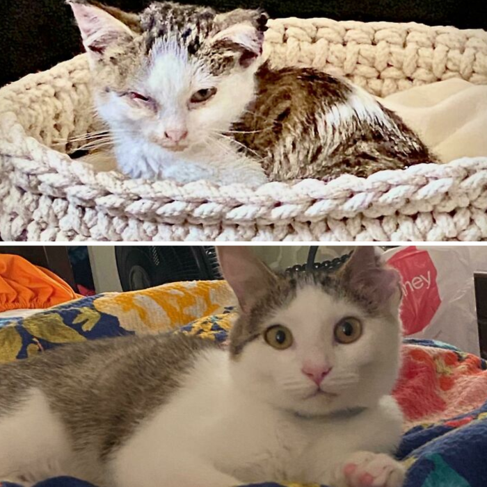 13. From a grumpy little kitten to a vivacious, social cat... all it takes is adoption!