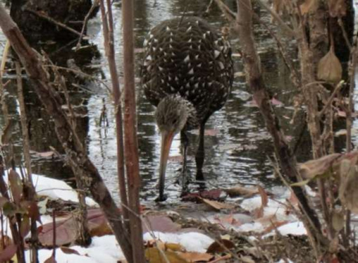 The limpkin was spotted at around 11:45 AM on the parking lot's west side.