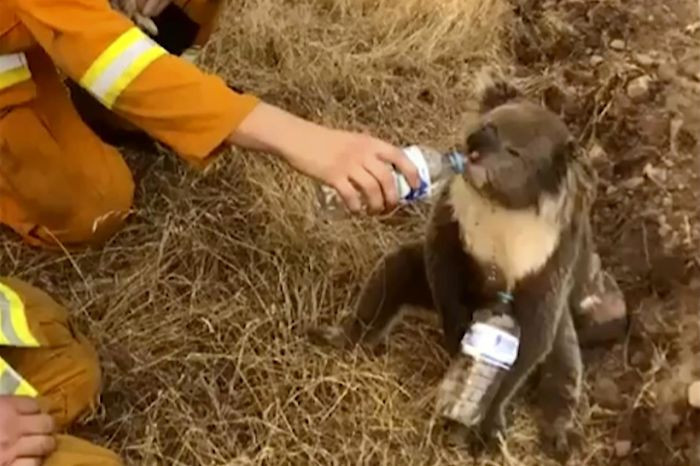 It may be inevitable to enlist koalas as endangered after this disastrous incident.