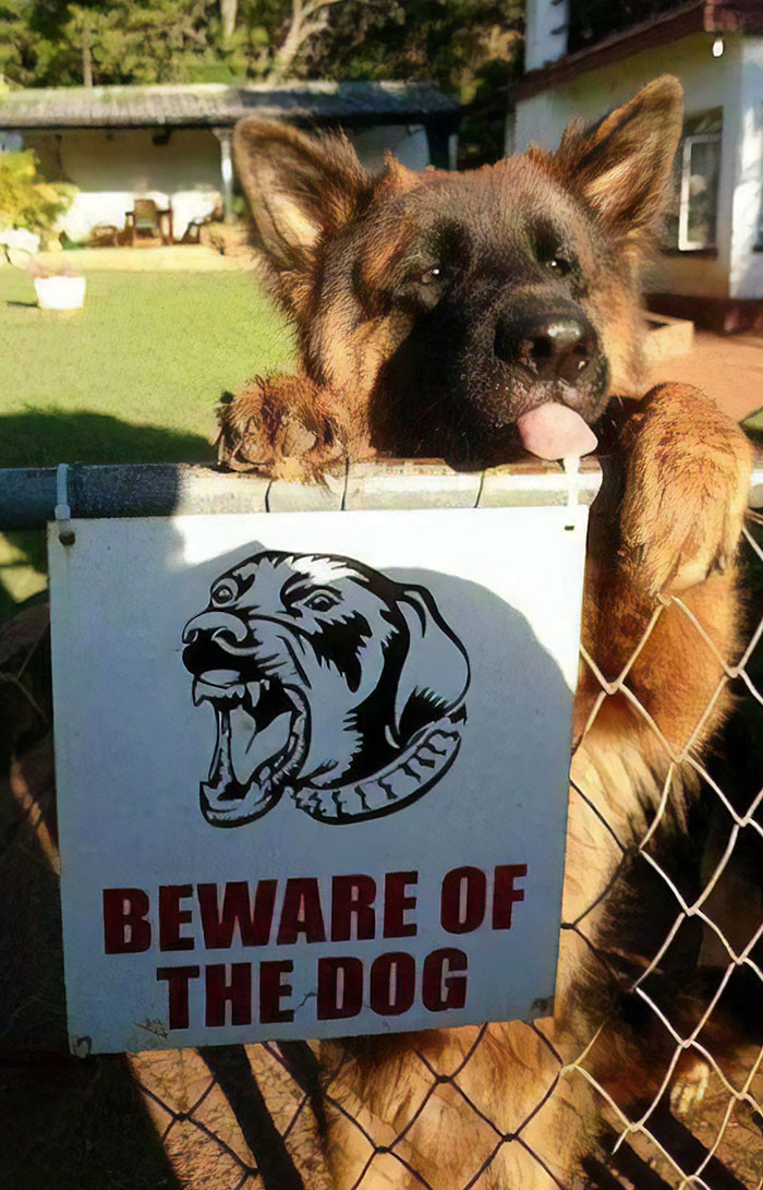 #4 Beware Of The Dog