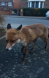 This guy lost his wallet thanks to getting too close to a fox