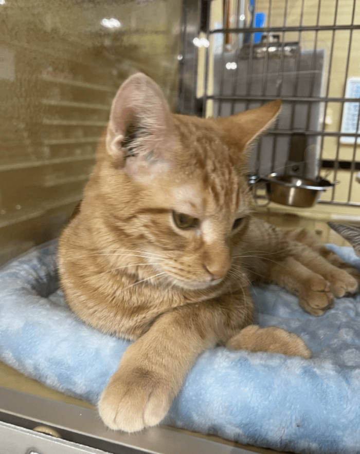 2. This handsome chap had no one to impress with his good looks.