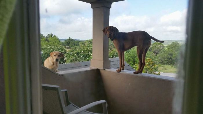 AJ luckily found the place he got out and blocked the entrance.