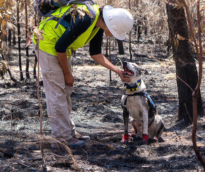 Bear is taught to find ill, orphaned, and wounded koalas in the wild