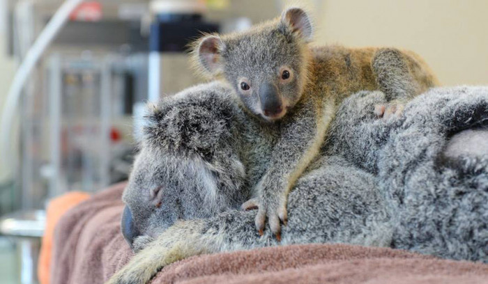 Koalas are an iconic animal native to Australia.