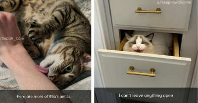Cats Continue To Prove That They're Experts At Making Life Interesting