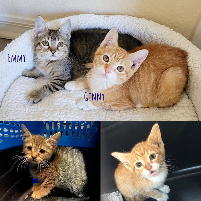 Emmy and Ginny, then and now. See how much more adorable they have become.