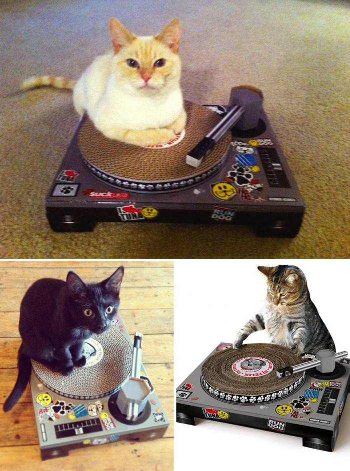 Or if you're not into vehicles there are other options too! Dj Kitty?