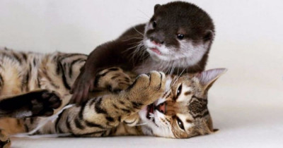 This Bengal Cat and Otter Become Unlikely Friends