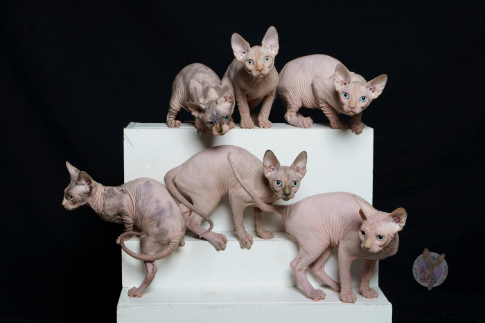 Litter-ally adorable. See what I did there?