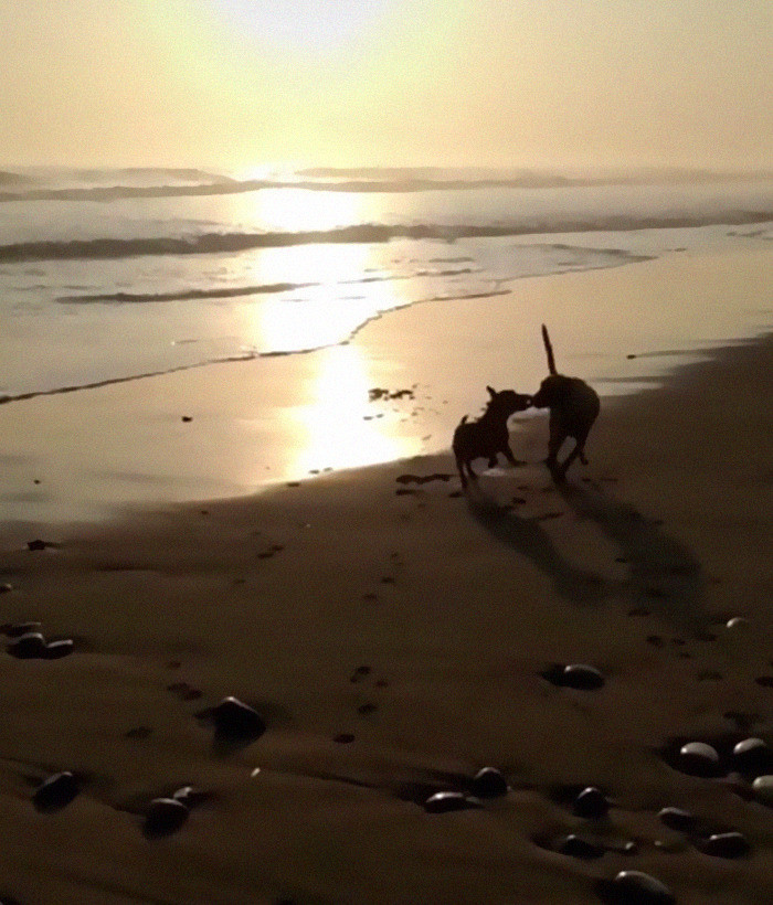 Toby also loves playing with his brother on the beach