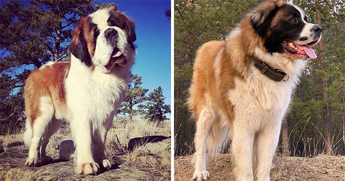Saint Bernard & Moscow Watchdog