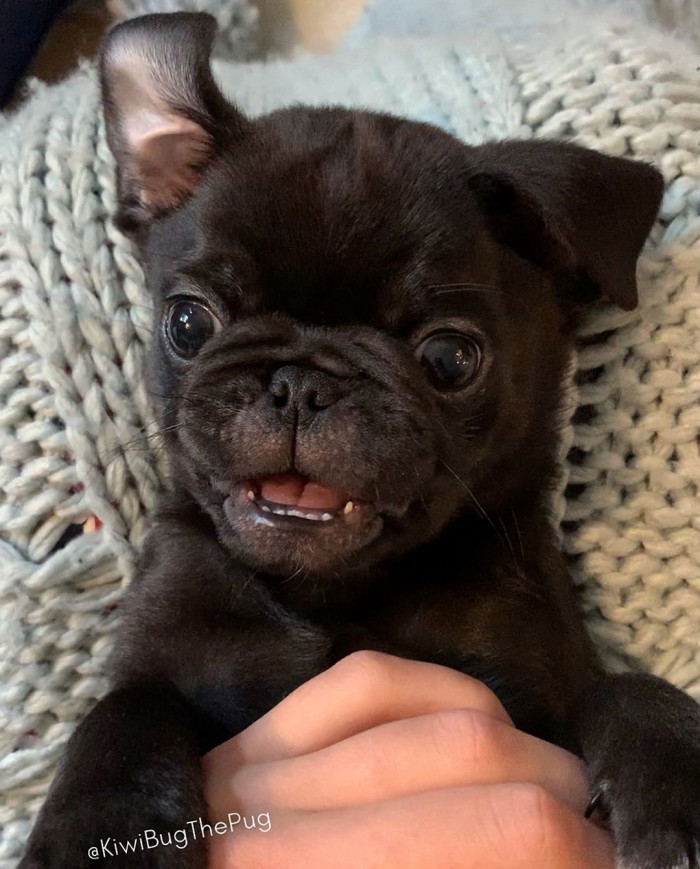 Kiwi is a 5 month old black pug whose popularity on Instagram is quickly growing.