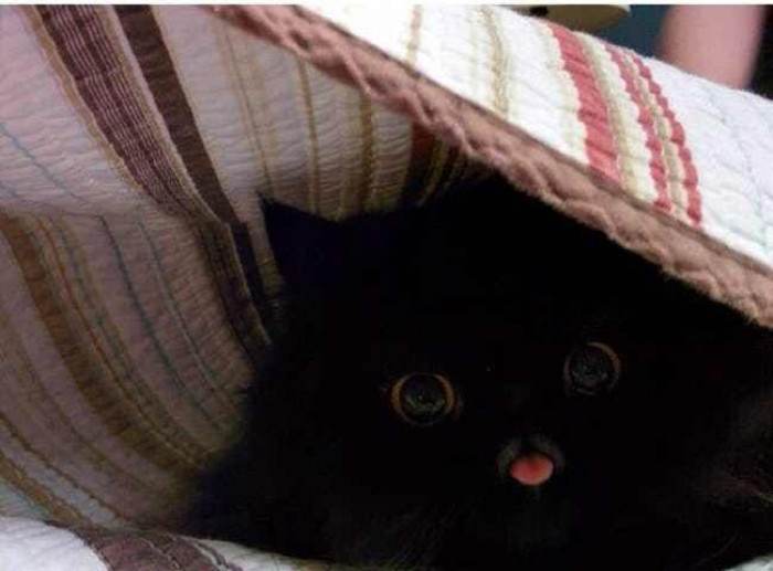 Further bleps for your enjoyment: