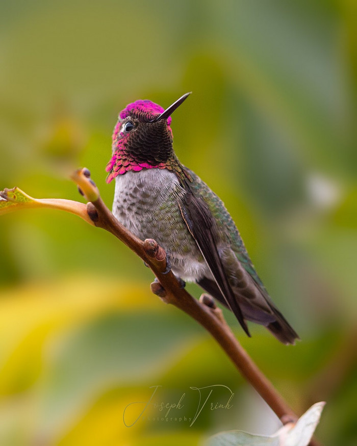 Anna’s Hummingbird is the only Hummingbird with a red crown in North America