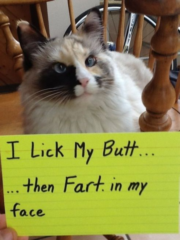 I lick my butt and then fart