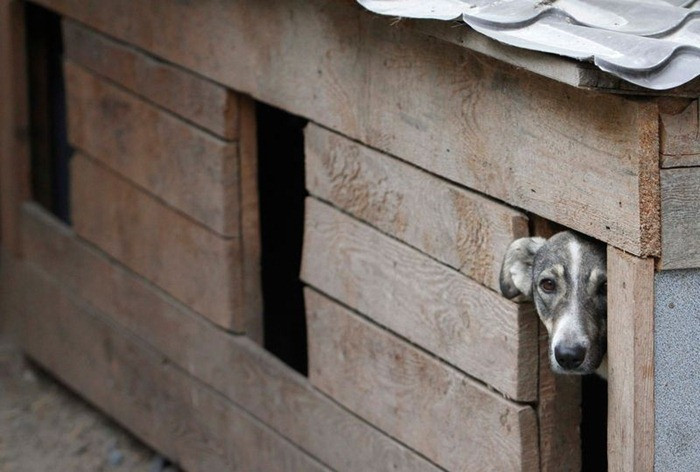 Little guy peaking out of his kennel.