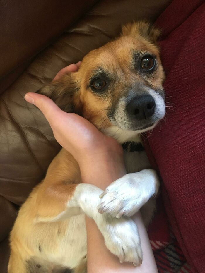 8. Rescued cutie