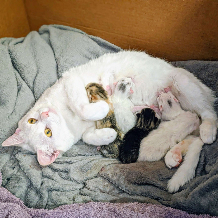 She gave birth and had five beautiful kittens.