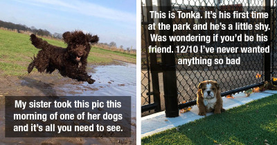 Wholesome Dogs And Floofy Dogs To Light Up The Week As We All Trudge Forward