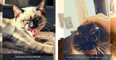 Photos That Prove Cats Take Time Out Of Their Day To Make Things Difficult