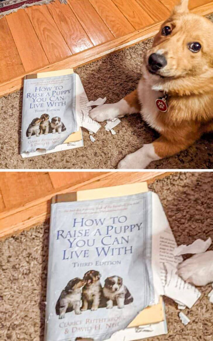 19. This doggo makes "my dog ate my homework" a valid excuse.