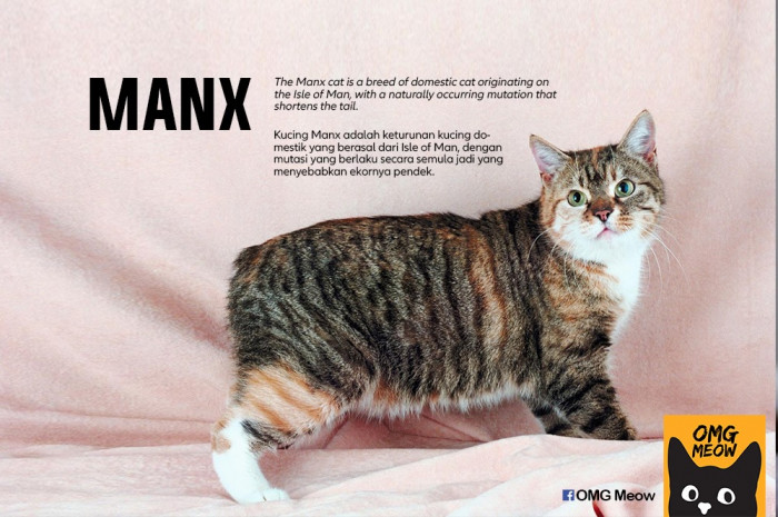 Bombay and Devon Rex cats, featuring glossy black coat and curly whiskers