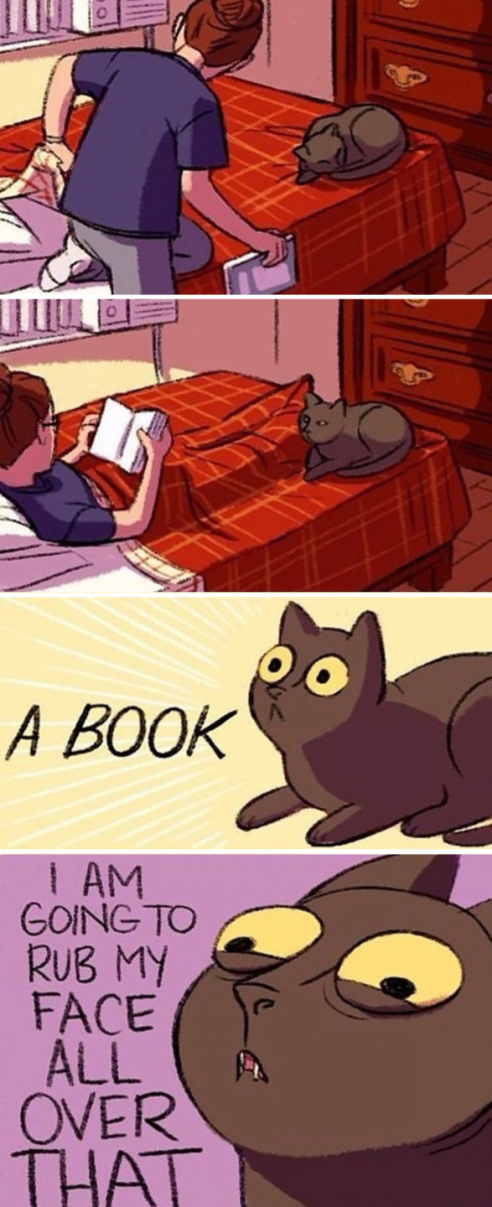 #11 Cats And Books