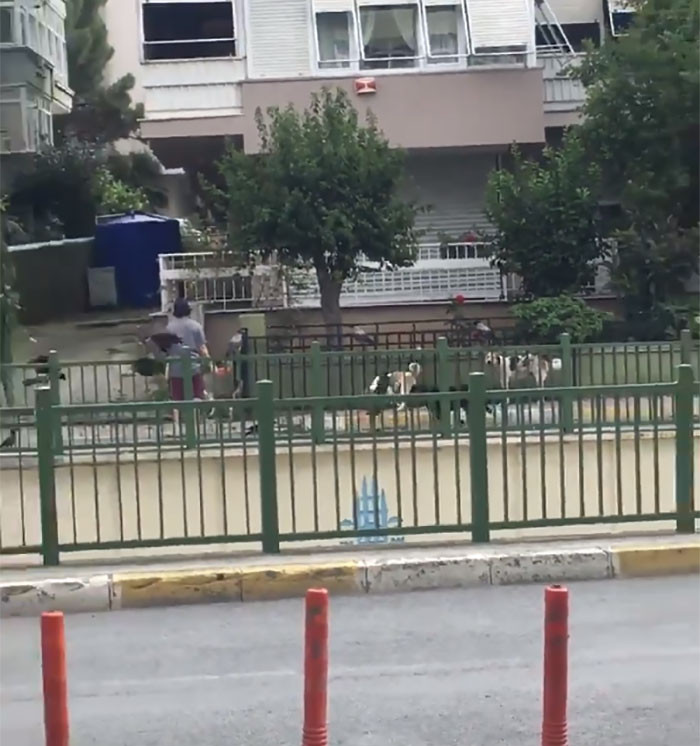 It turned out that the woman gathers stray animals from the neighborhood every other day to feed them, and these animal carnivals continue.