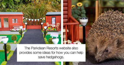This Tiny Holiday Park Was Created Specifically for Hedgehogs to Hibernate In, and It Is So Cute