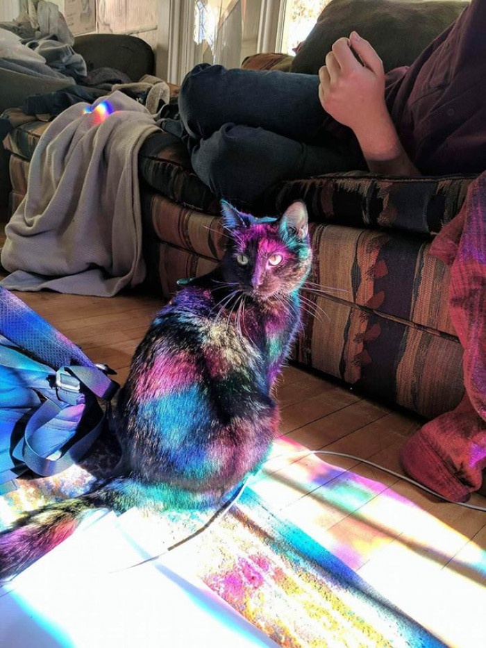4. A sprinkle of rainbow colors makes your cat shine
