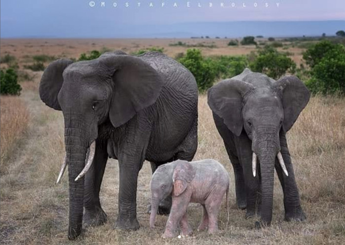 A wildlife photographer captured pictures of the elephants beautifully