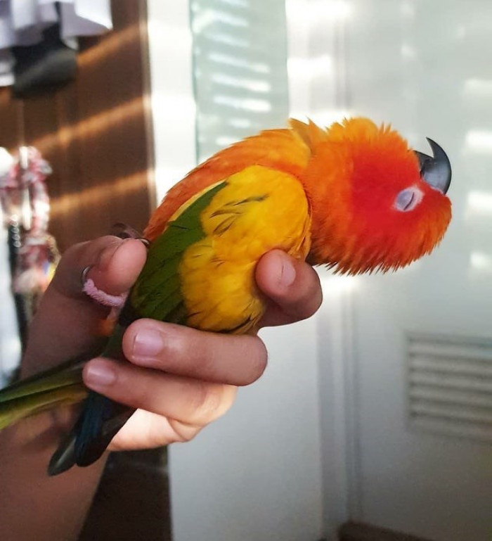 13. This bird can sleep anywhere, even on a human hand.