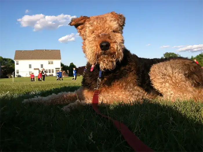 26. A giant Airedale guarding the children while they're playing