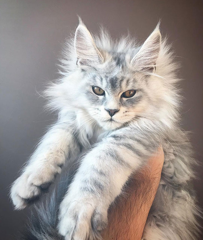 Super Fluffy Maine Coon Kittens Are So Small It S Hard To Believe They