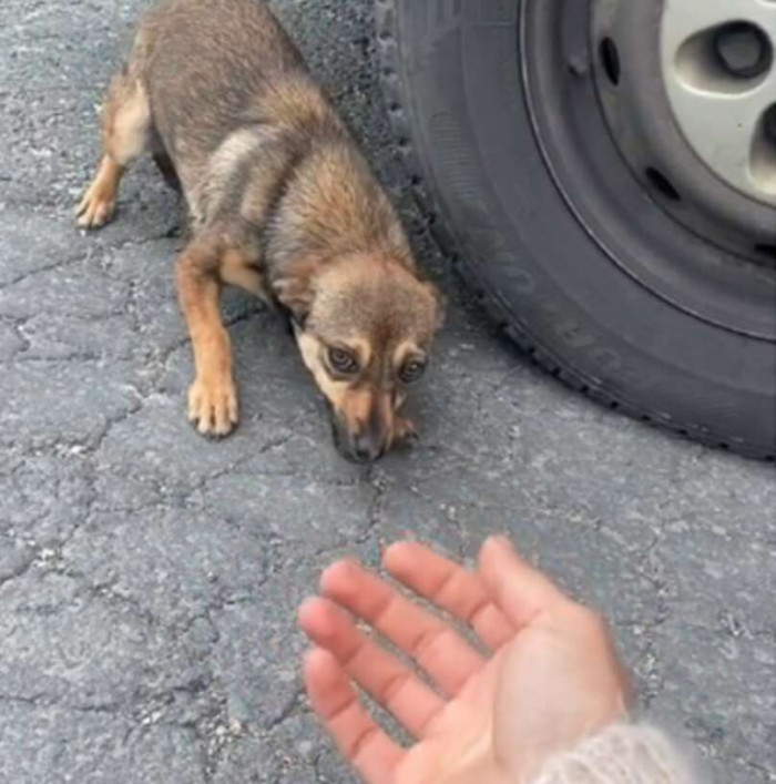 Seen here is Paula cautiously approaching her rescuer. The look on her face is heart-wrenching.
