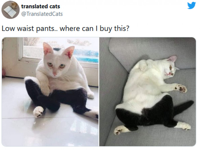 23 Tweets About Dogs And Cats That Will Make Your Heart Happy